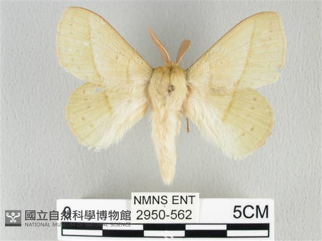 青枯葉蛾藏品圖，第1張