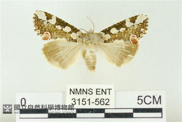連珠波紋蛾藏品圖，第1張