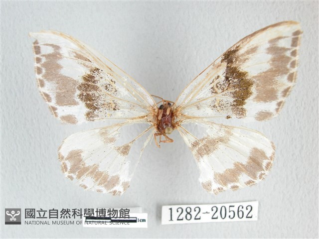 豹紋鉤蛾藏品圖，第1張