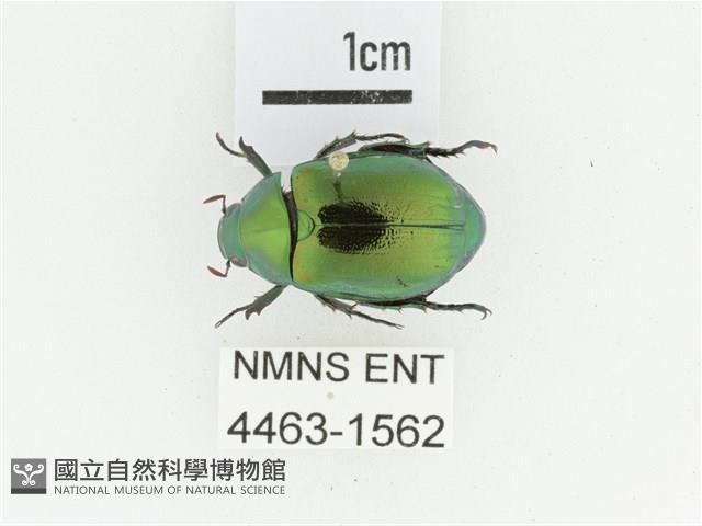 艷金龜藏品圖，第1張