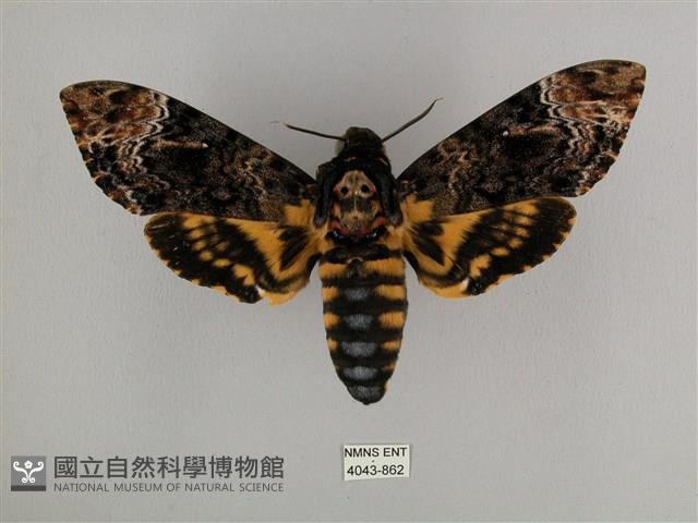 鬼臉天蛾藏品圖，第1張