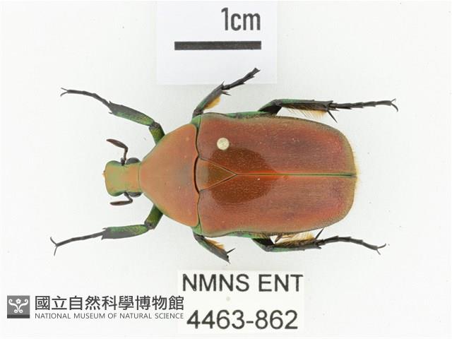 毛翅騷金龜藏品圖，第1張