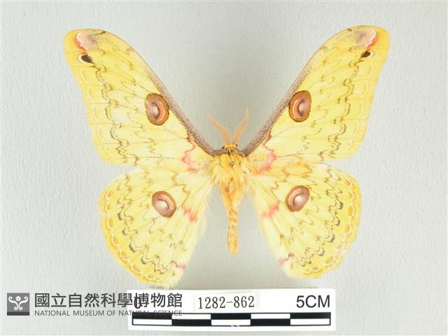 黃豹天蠶蛾藏品圖，第1張