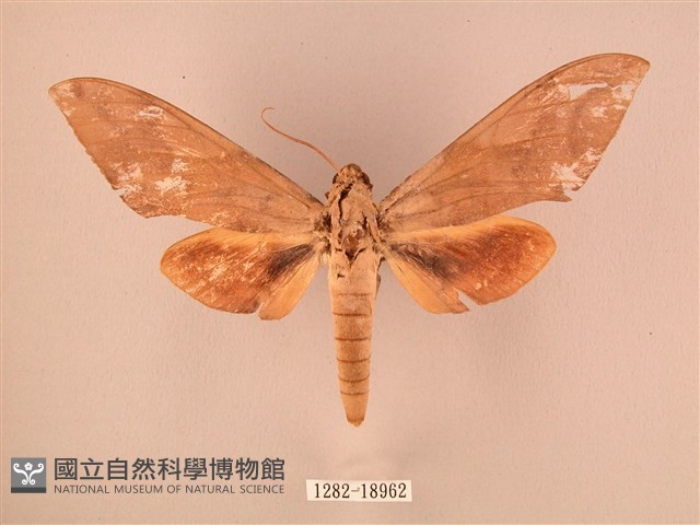 波紋豆天蛾藏品圖，第1張