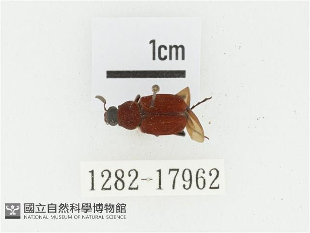 血紅虎斑花金龜藏品圖，第1張