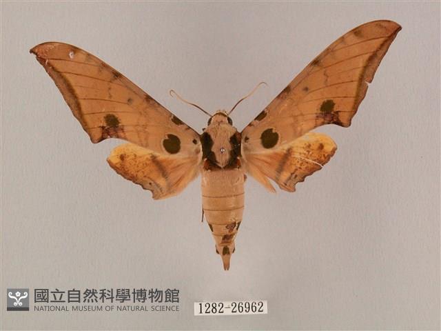 裂斑鷹翅天蛾藏品圖，第1張