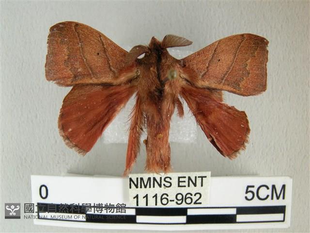 埔里雙線枯葉蛾藏品圖，第1張