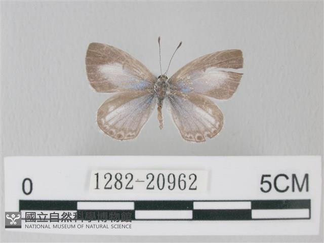靛色琉灰蝶藏品圖，第1張