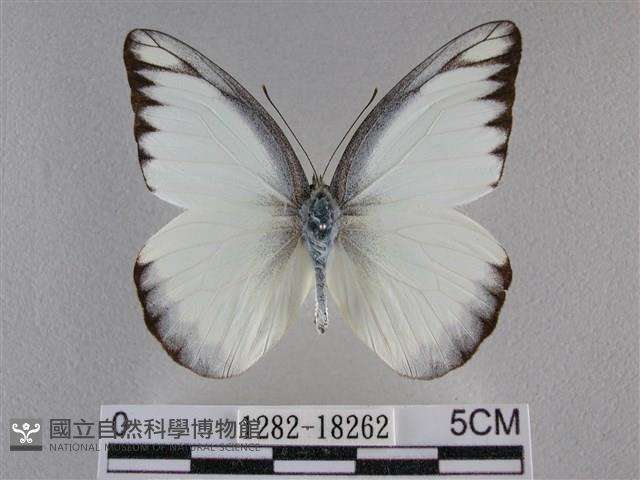 異色尖粉蝶藏品圖，第1張