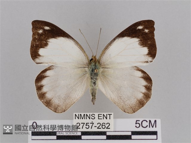 雲紋尖粉蝶藏品圖，第1張