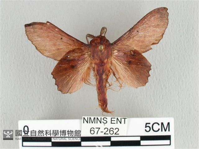 臺灣枯葉蛾藏品圖，第1張