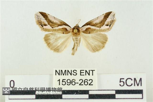 素木氏美波紋蛾藏品圖，第1張