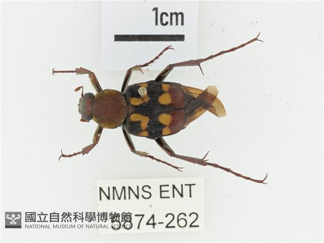 黃肩長腳花金龜藏品圖，第1張