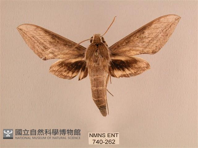 背線天蛾藏品圖，第1張