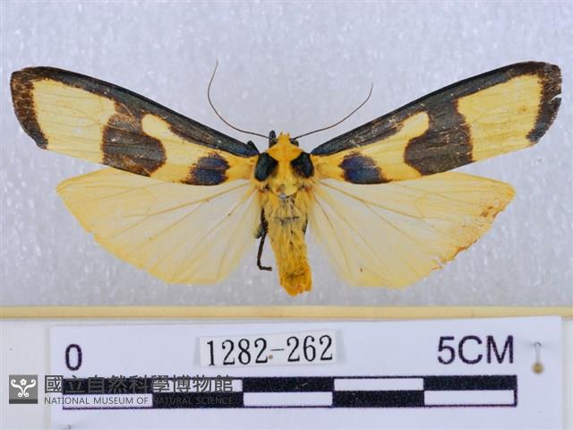 閃光苔蛾藏品圖，第1張