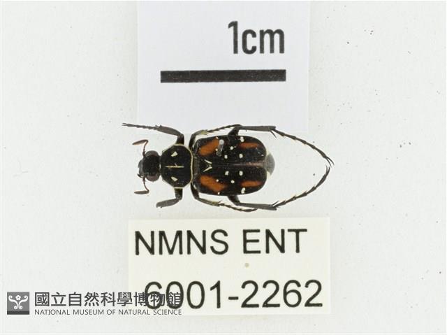 黑虎斑花金龜藏品圖，第1張