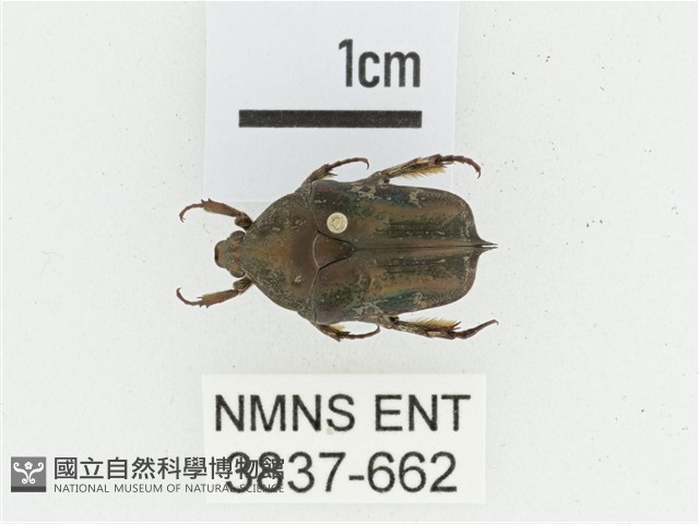灰白點花金龜藏品圖，第1張