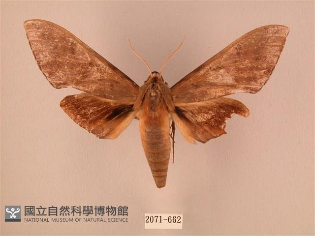 波紋豆天蛾藏品圖，第1張