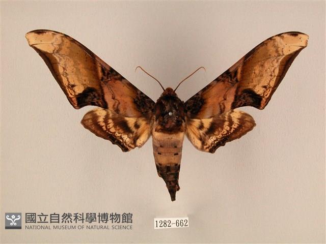 臀角斑天蛾藏品圖，第1張