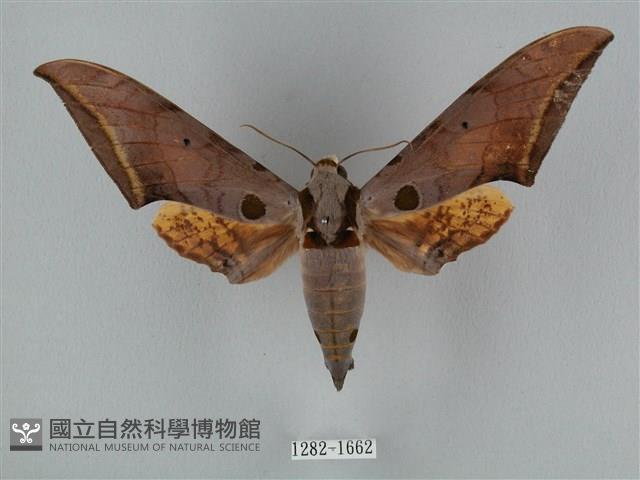 圓斑鷹翅天蛾藏品圖，第1張