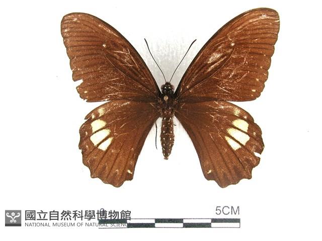 無尾白紋鳳蝶藏品圖，第1張