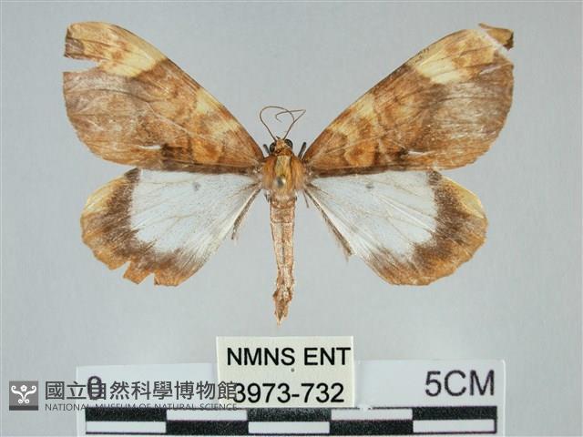 枯葉尺蛾藏品圖，第1張