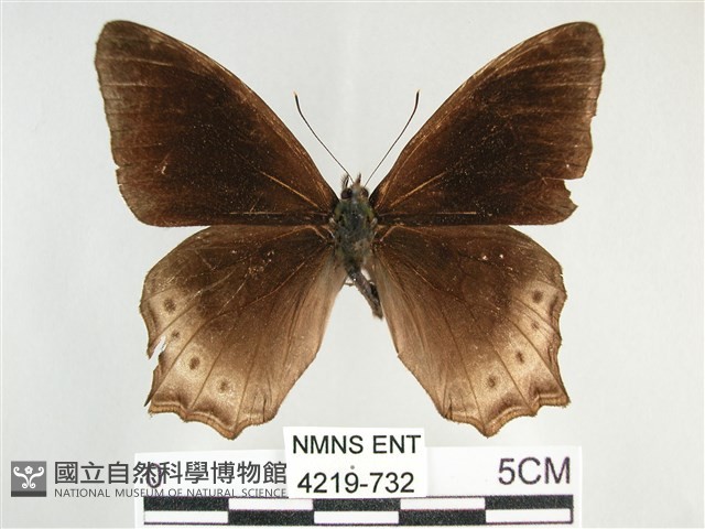 大幽眼蝶藏品圖，第1張