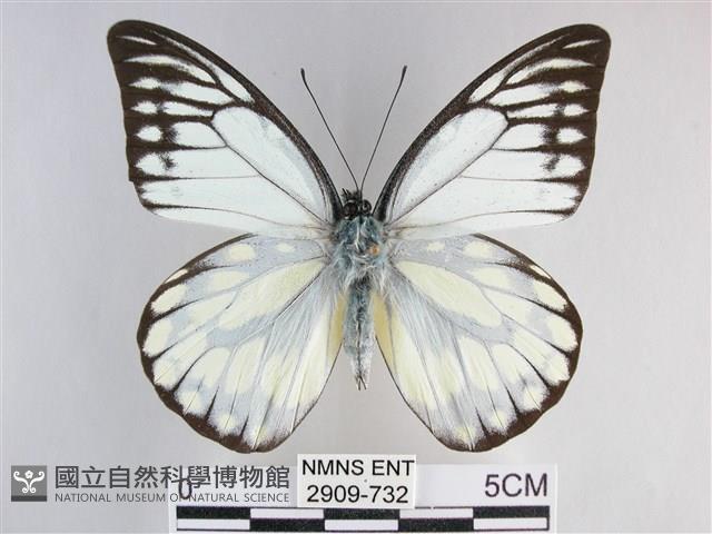 鋸粉蝶藏品圖，第1張