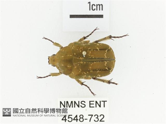 銅點花金龜藏品圖，第1張