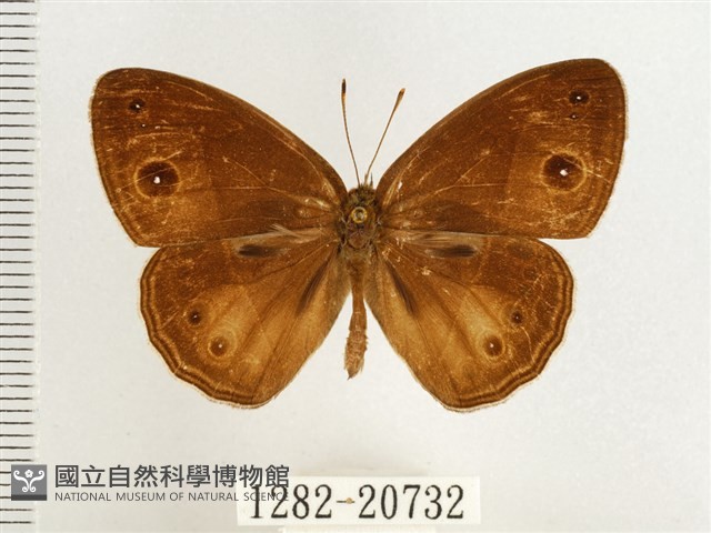 淺色眉眼蝶藏品圖，第1張