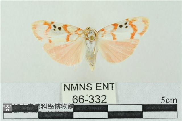 臺雪苔蛾藏品圖，第1張