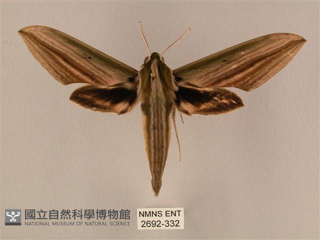 棕綠背線天蛾藏品圖，第1張