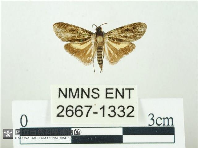 叉紋閃舞蛾藏品圖，第1張