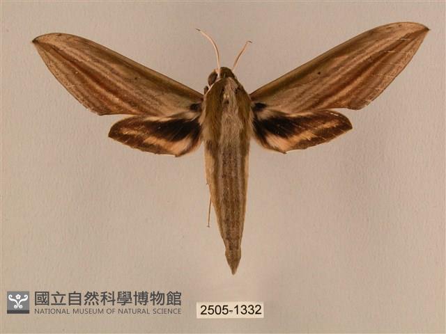 棕綠背線天蛾藏品圖，第1張