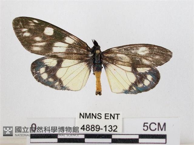 蓬萊茶斑蛾藏品圖，第1張