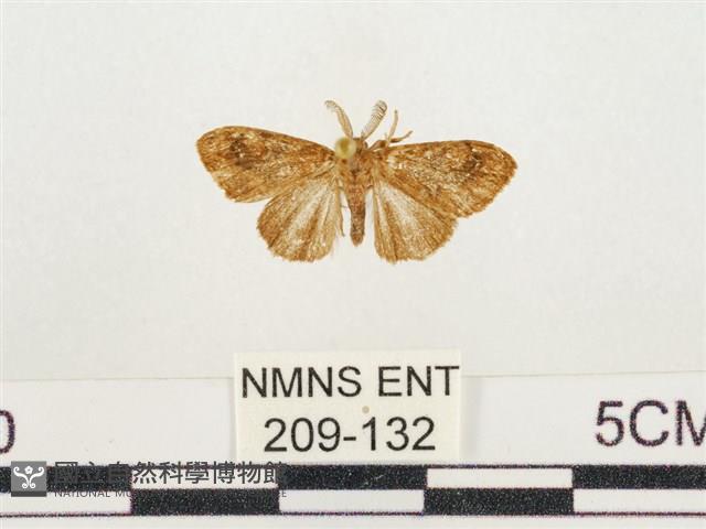 小白紋毒蛾藏品圖，第1張