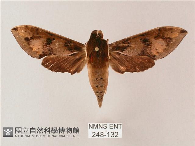 雙斑白肩天蛾藏品圖，第1張