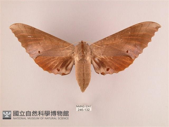 栗六點天蛾藏品圖，第1張