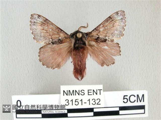 銀肩枯葉蛾藏品圖，第1張