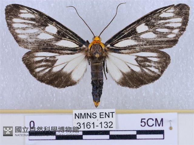 巨網燈蛾藏品圖，第1張