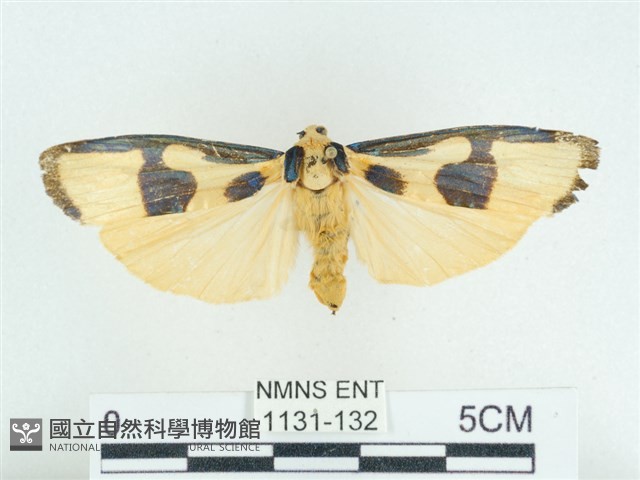 閃光苔蛾藏品圖，第1張