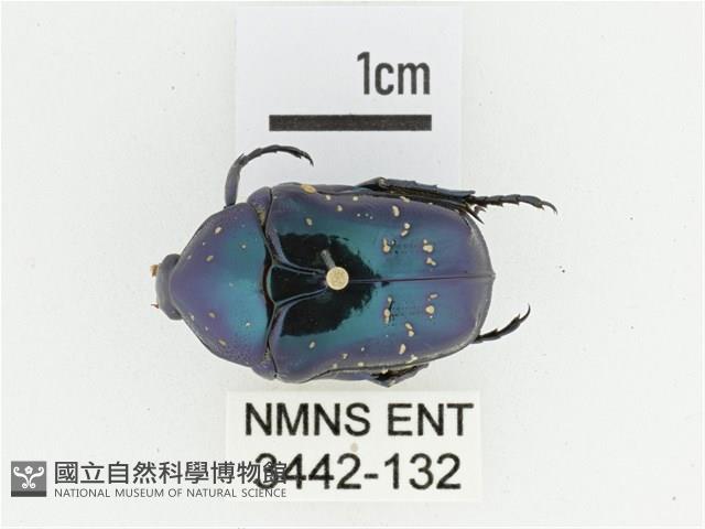 藍艷白點花金龜藏品圖，第1張