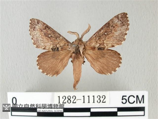 銀肩枯葉蛾藏品圖，第1張