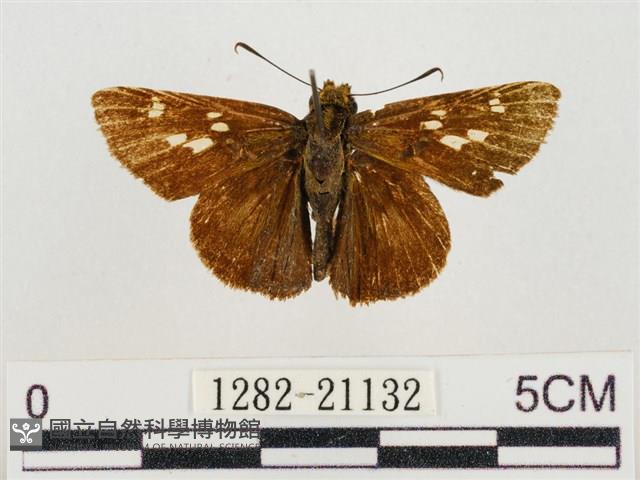 昏列弄蝶藏品圖，第1張