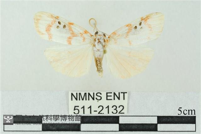 臺雪苔蛾藏品圖，第1張