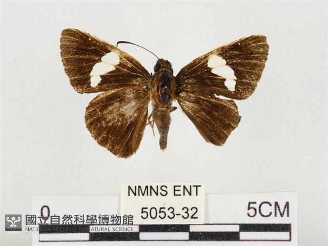 連紋袖弄蝶臺灣亞種藏品圖，第1張