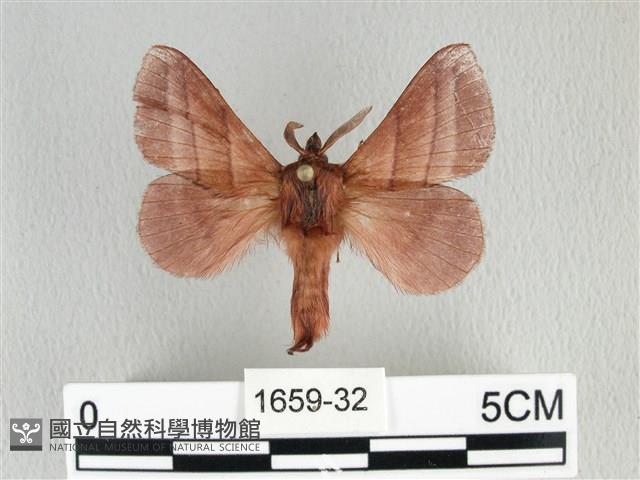 川邊氏枯葉蛾藏品圖，第1張