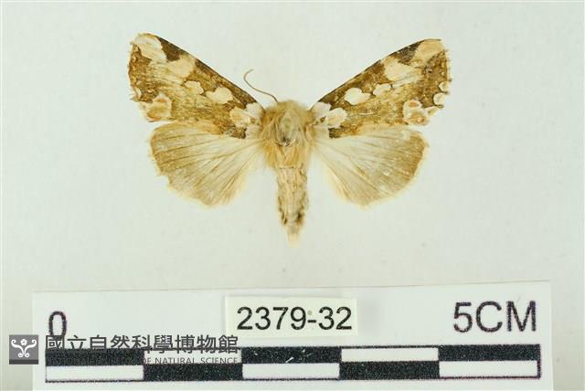 連珠波紋蛾藏品圖，第1張