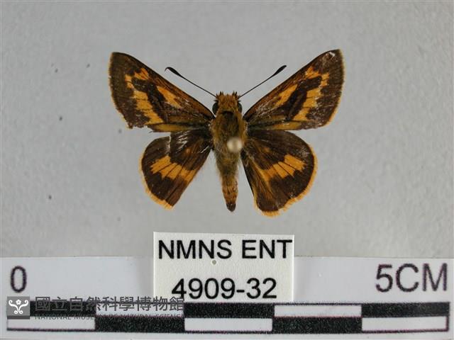 寬邊橙斑弄蝶藏品圖，第1張
