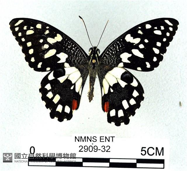 花鳳蝶、無尾鳳蝶藏品圖，第1張